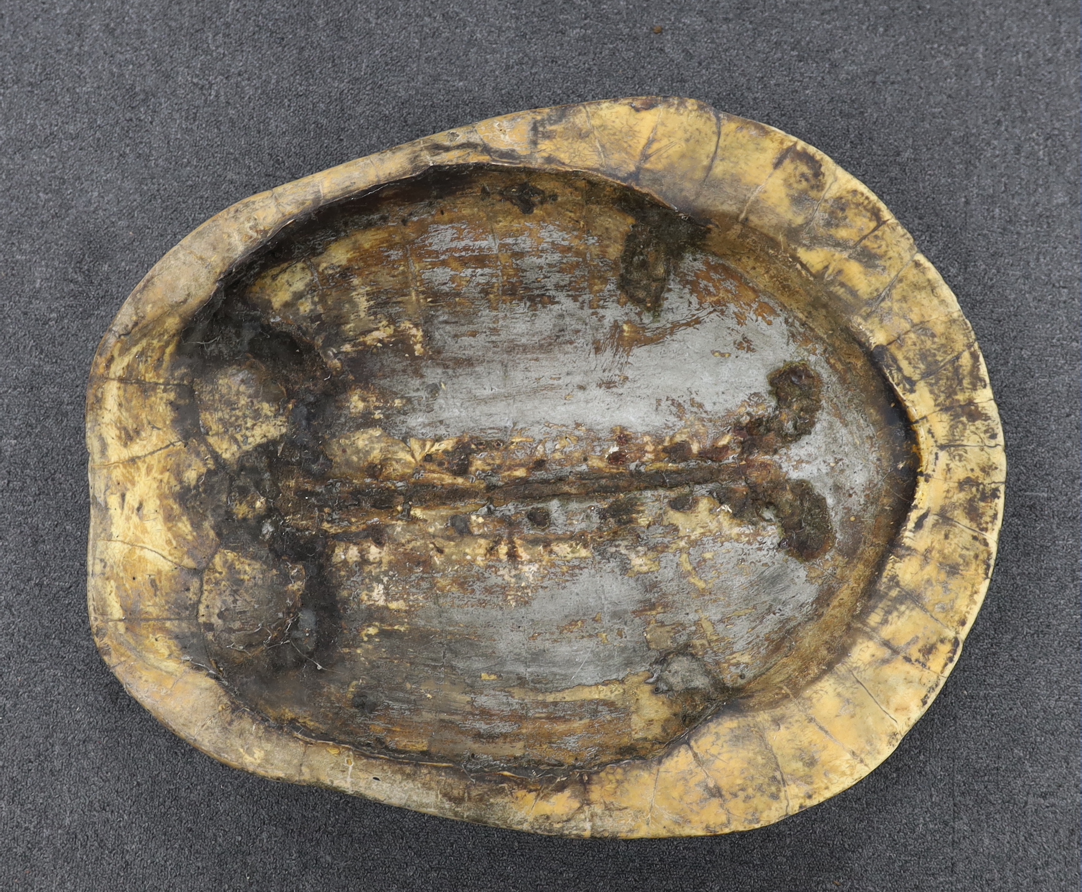A Great South American River Turtle carapace (also known as an Arrau turtle or Tartaruga) 75cm in length, pre 1947 example, CITES listed Annex B, Appendix II, however will require an Export permit if sold and shipped out